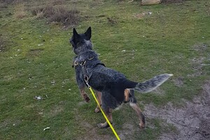 Dakota en Izzy: in het bos