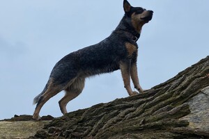 Abby lavie: loopsheid voorbij
