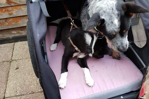 Ava Kira en Flynn: foto's uit de oude doos