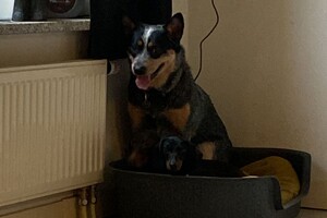 Abby lavie en Frits: pasen met een lam