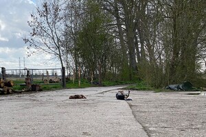 Abby lavie en Frits: vrolijk pasen: is in de stront rollen: heerlijk!