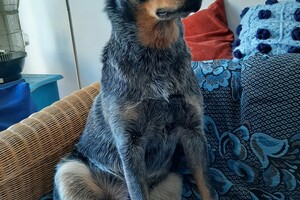 Soran Bart: de grote liefde 