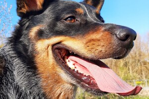 Soran Bart: de grote liefde 