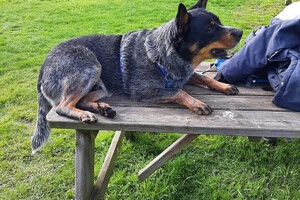 Soran Bart: speeltuin