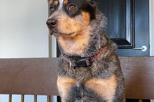 Abby Lavie: aan de keukentafel