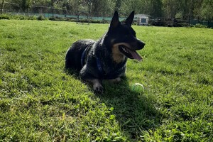 Soran Bart: speeltuin dag 