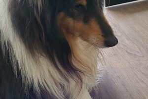 Ezran, glenn en Manfred