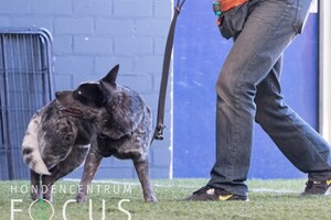 Silver: hondenschool jaar 2022