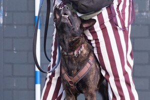 Bucky: hondenschool jaar 2022