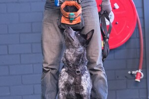 Silver: hondenschool jaar 2022