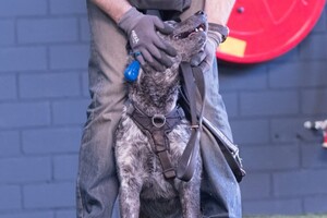 Silver: hondenschool jaar 2022