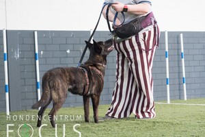 Bucky: hondenschool jaar 2022