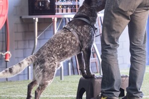 Silver: hondenschool jaar 2022