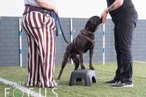 Bucky: hondenschool jaar 2022