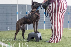 Bucky: hondenschool jaar 2022