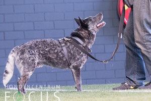 Silver: hondenschool jaar 2022