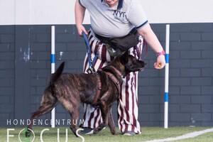Bucky: hondenschool jaar 2022
