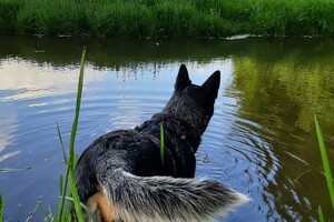 Soran Bart: eindelijk weer met baasje op pad