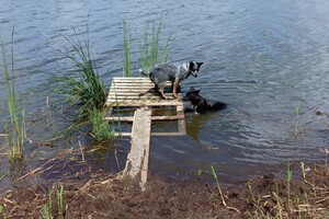 Ava Kira: foto's in actie