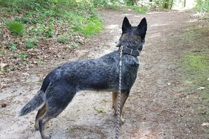 Izzy: hondenschool jaar 2022