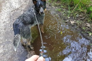 Izzy: hondenschool jaar 2022