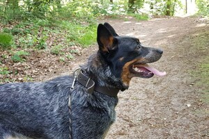 Izzy: hondenschool jaar 2022