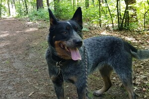 Izzy: hondenschool jaar 2022