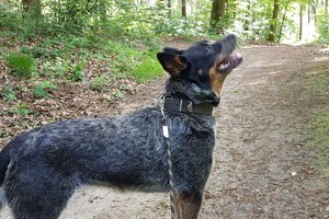 Izzy: hondenschool jaar 2022