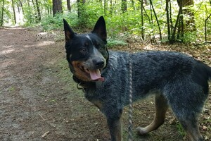 Izzy: hondenschool jaar 2022