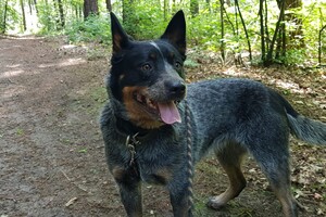 Izzy: erop uit in het bos