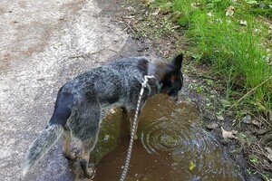 Izzy: hondenschool jaar 2022