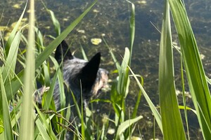 Abby lavie: plons in het water 