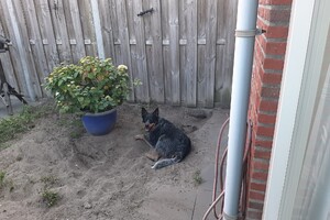 Soran Bart: in de tuin 