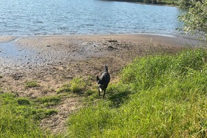 Ellis Coco: aftellen voor vakantie 