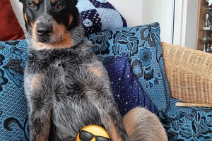 Soran Bart: Lekker op de bank