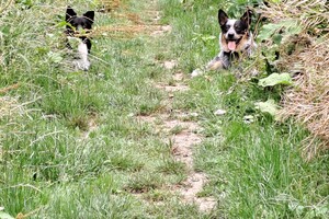 Flynn en Ava Kira: in het bos