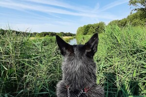 Soran Bart: aan de wandel 