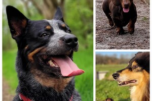 Ezran Dundee: foto's 