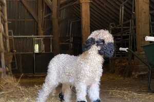 Abby lavie: op de boerderij 