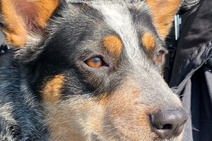 Abby lavie: op de boerderij 