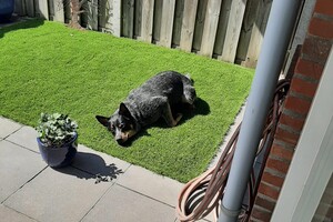 Soran Bart: kunstgras in de tuin