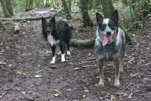 Ava Kira en Flynn: in het bos