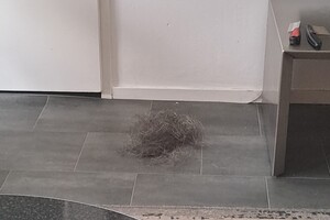 Ava Kira en Flyn: hond borstelen