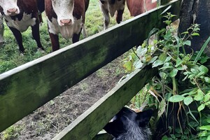 Soran Bart: koeien blijven interessant 