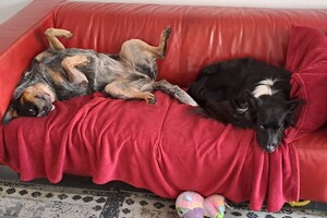 Ava Kira en Flynn: bank hangen