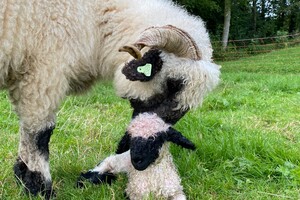 Abby lavie: lam geboren 