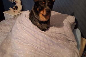 Soran Bart: Lekker slapen