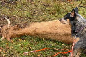 Abby lavie en Frits: werk op de boerderij 