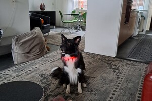 Ava Kira en Flynn: licht in het donker