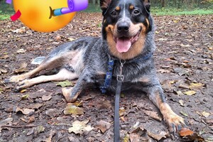 Soran Bart: ik ben jarig